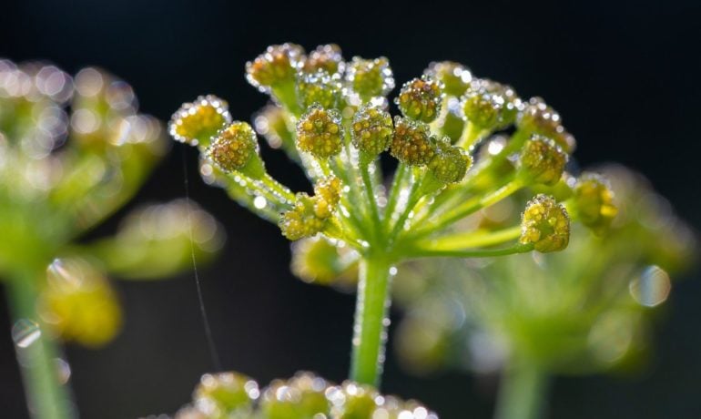 Adaptogeny – niezwykłe rośliny, które wzmacniają organizm