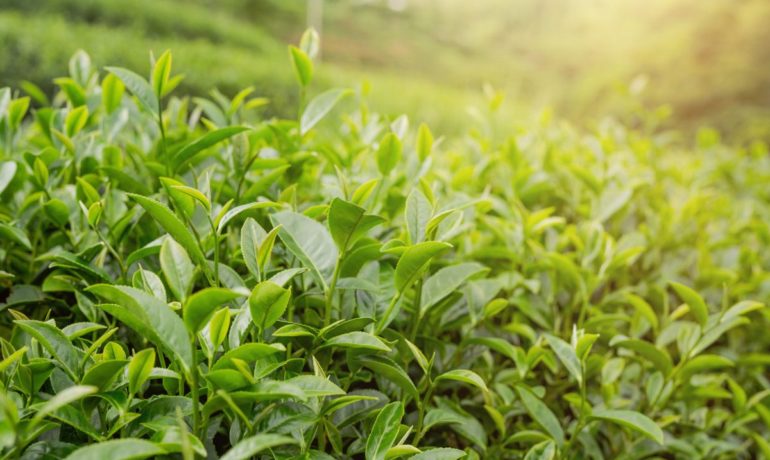 Ekstrakt z zielonej herbaty – esencja prozdrowotnych właściwości