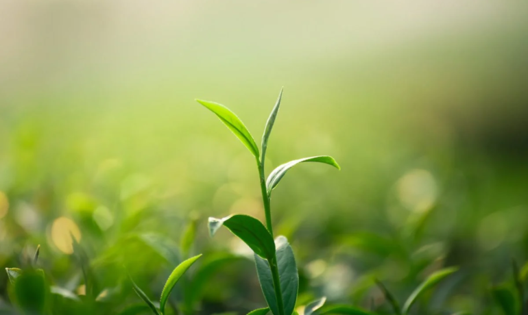Olejek z drzewa herbacianego i jego właściwości